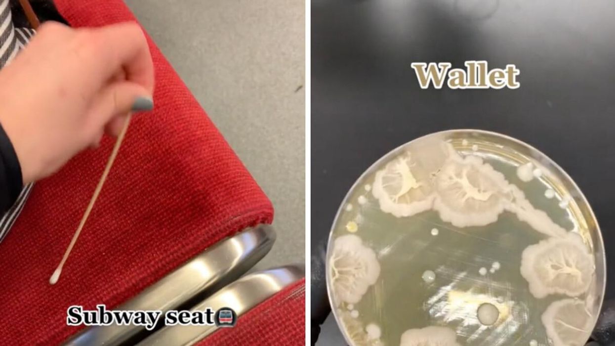 CM taking a swab sample of a TTC subway seat. Right: Bacteria from a wallet.