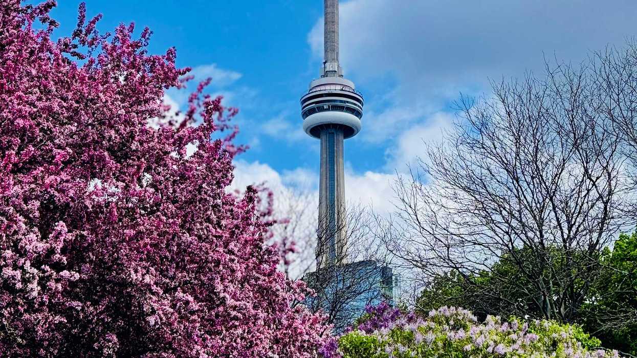 cn tower behind flowering and bare trees