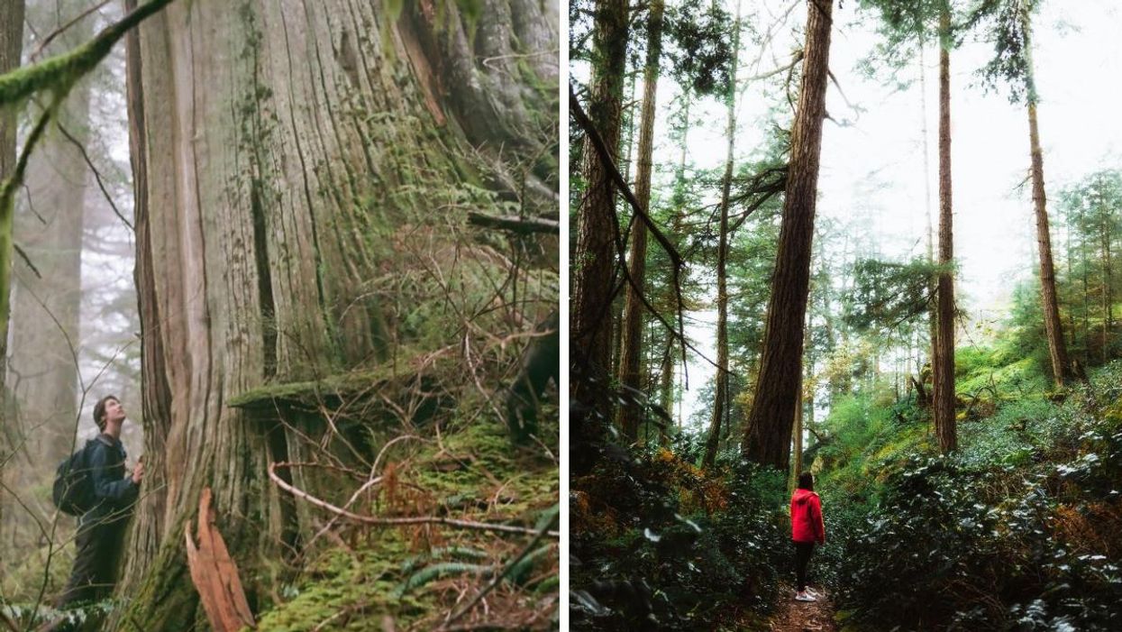 Colin Spratt and an ancient tree in North Vancouver. A person walking through the forest of Lighthouse Park.