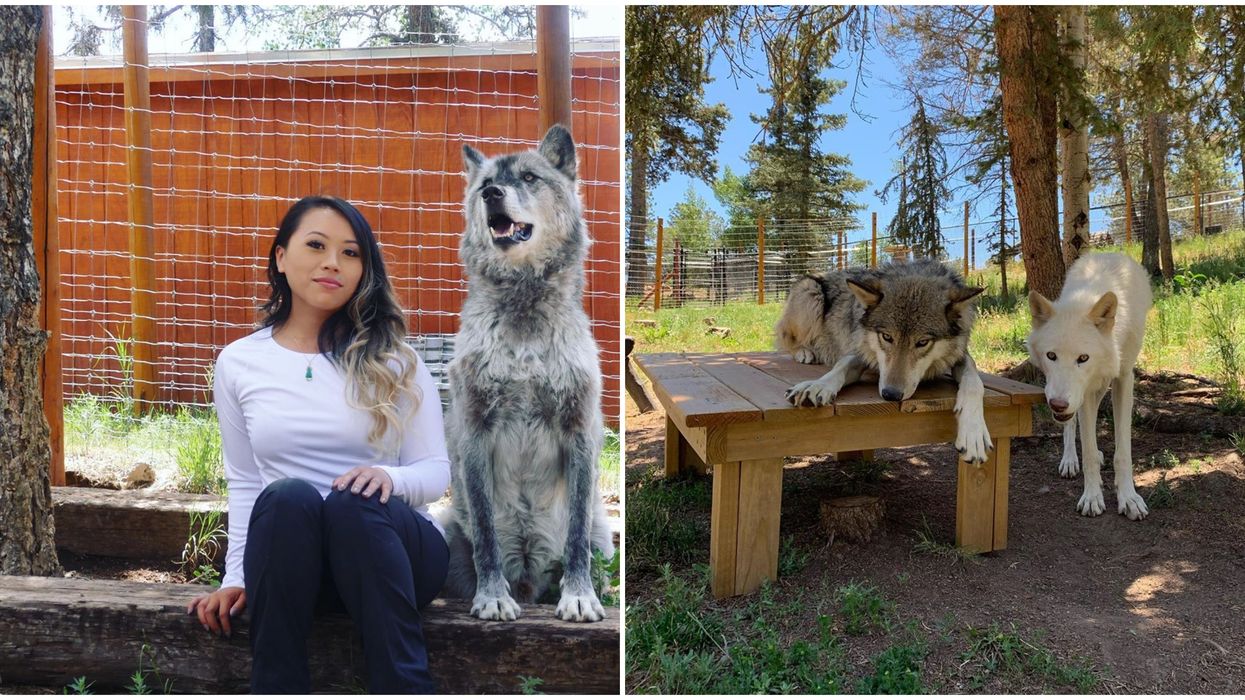 Colorado Wolf & Wildlife Center Lets You Hang Out With Wolves