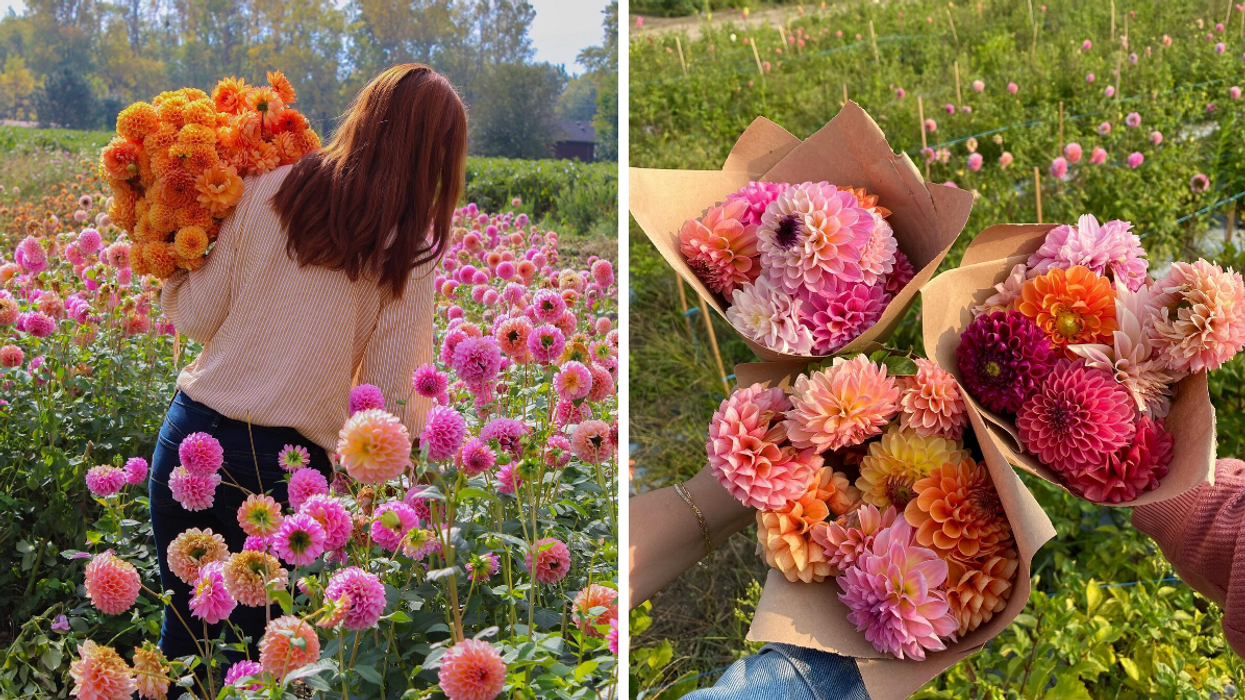 Colourful field of Dahlias at Colour Pop Florals flower farm, Right: Bouquets of dahlias.
