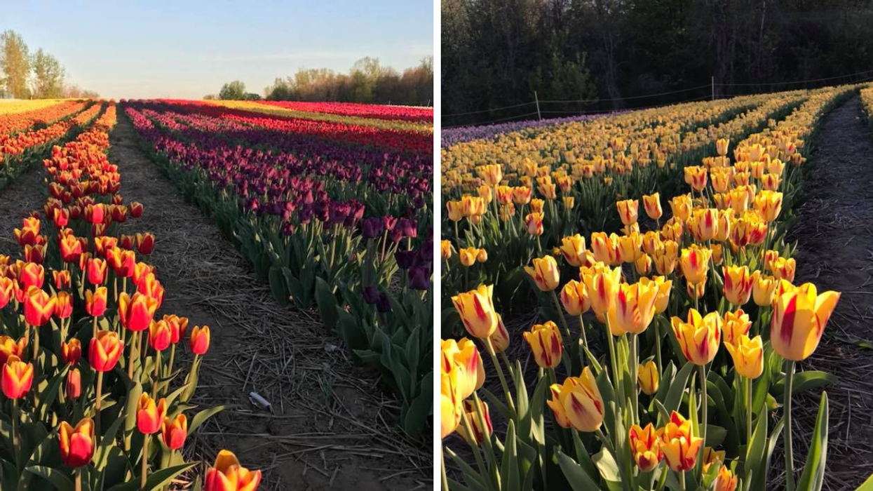 Colourful pick your own tulip farm in Vankleek Hill near Ottawa.