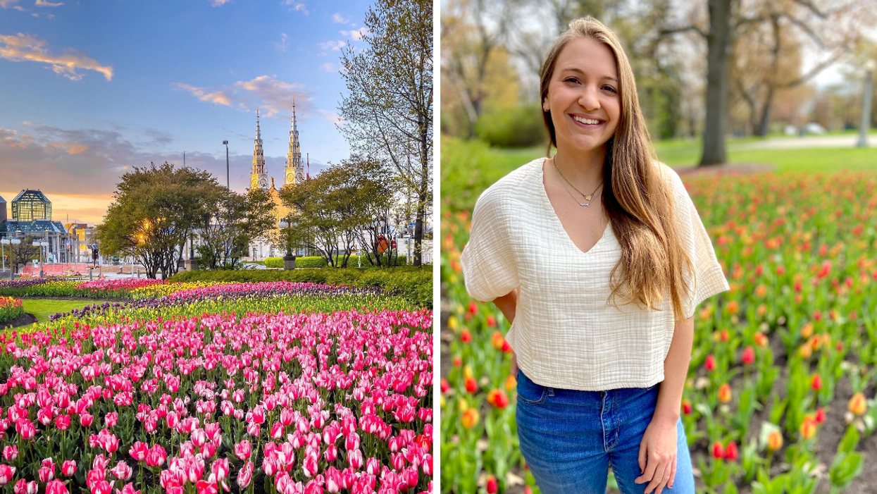 Colourful tulips blooming during the Canadian Tulip Festival in Ottawa.