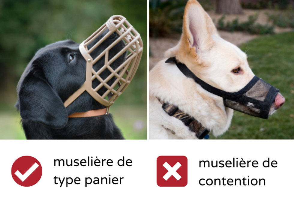 Comparaison de museli\u00e8res de type panier et de contention.