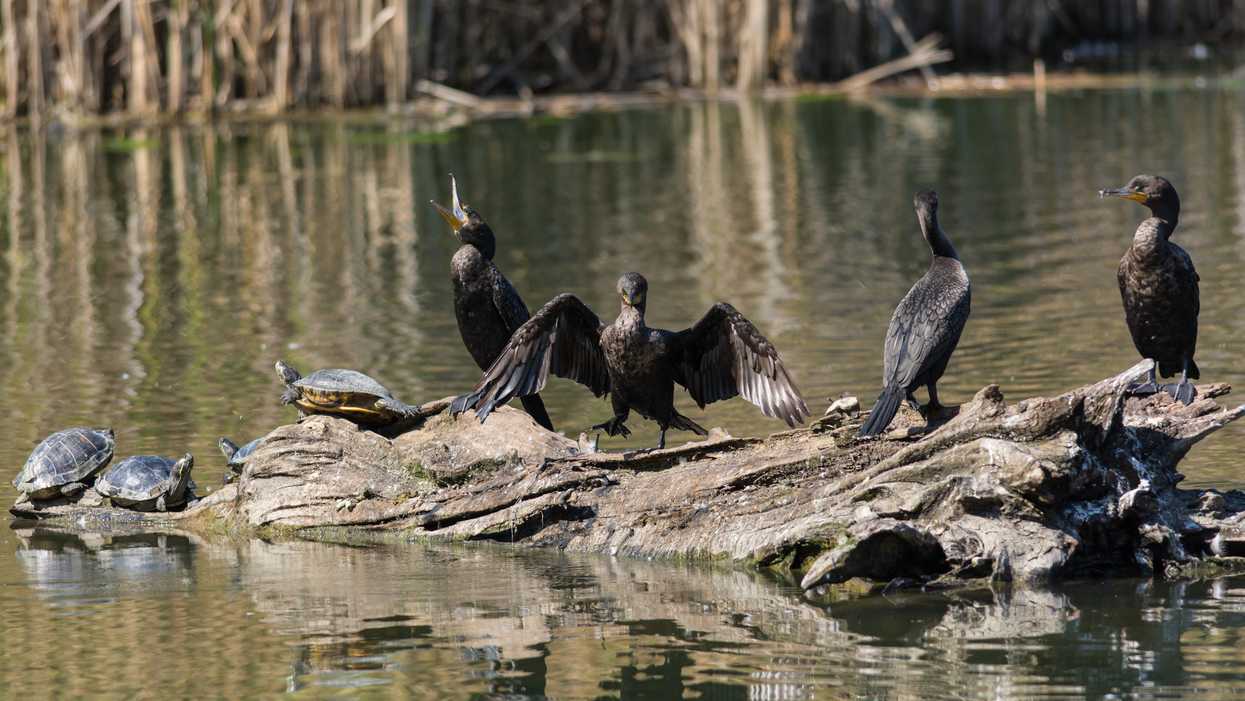Cormorant Hunt In Ontario Will Cause A Mass Killing Of Birds & Experts Want It To Stop