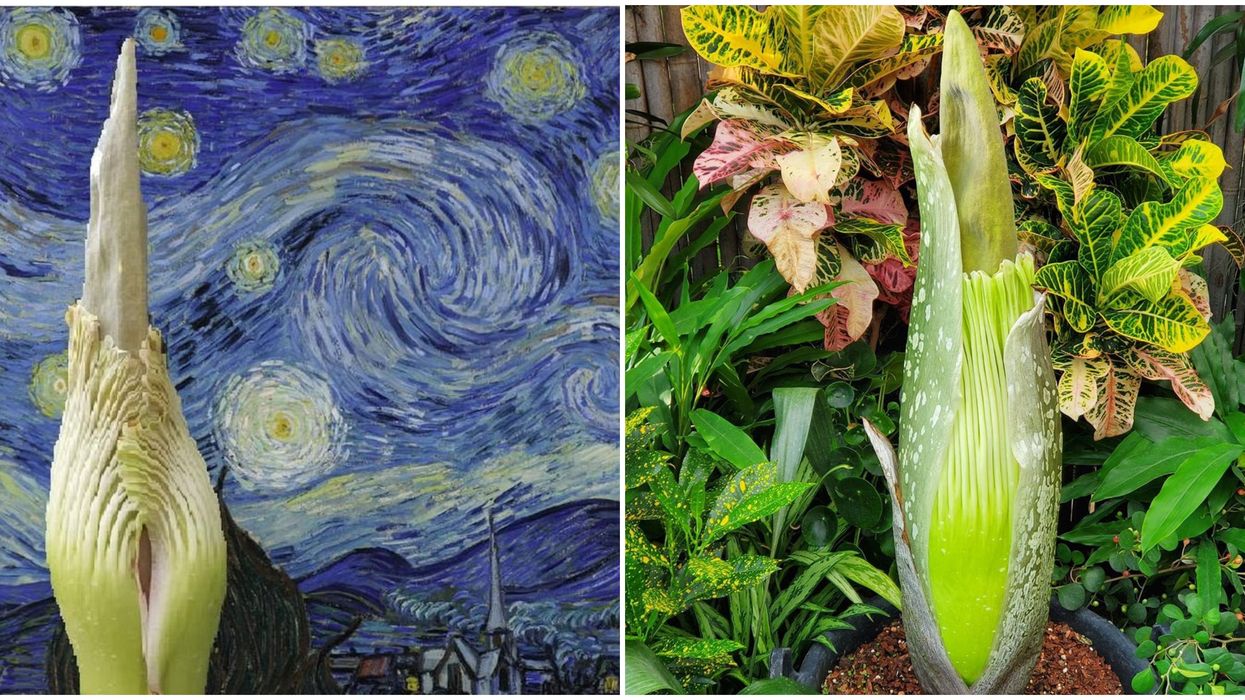 Corpse Flower At The Toronto Zoo ‘Vincent Van Gross’ Is Blooming Tonight