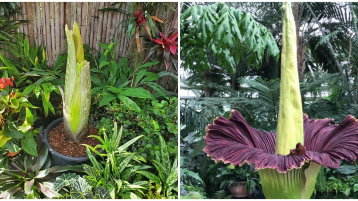 Corpse Plant In Toronto Is Going To Bloom This Month & It Will Smell Awful