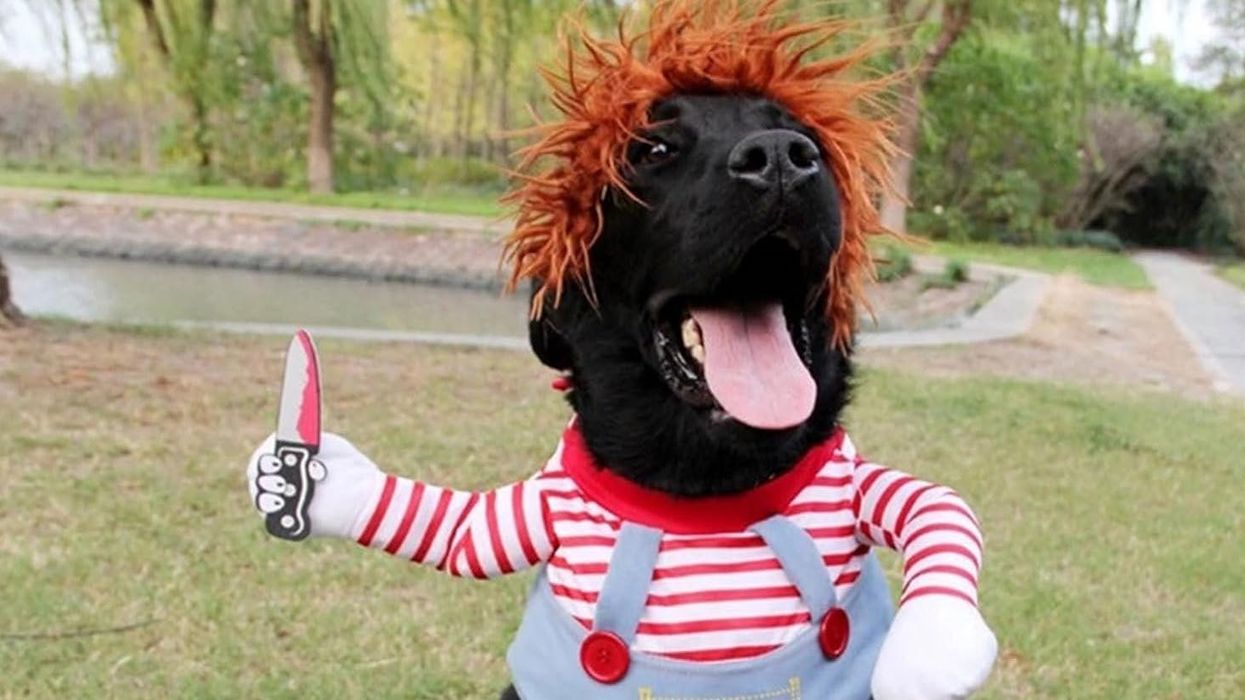 Costume d'Halloween de Chucky pour chien sur Amazon.