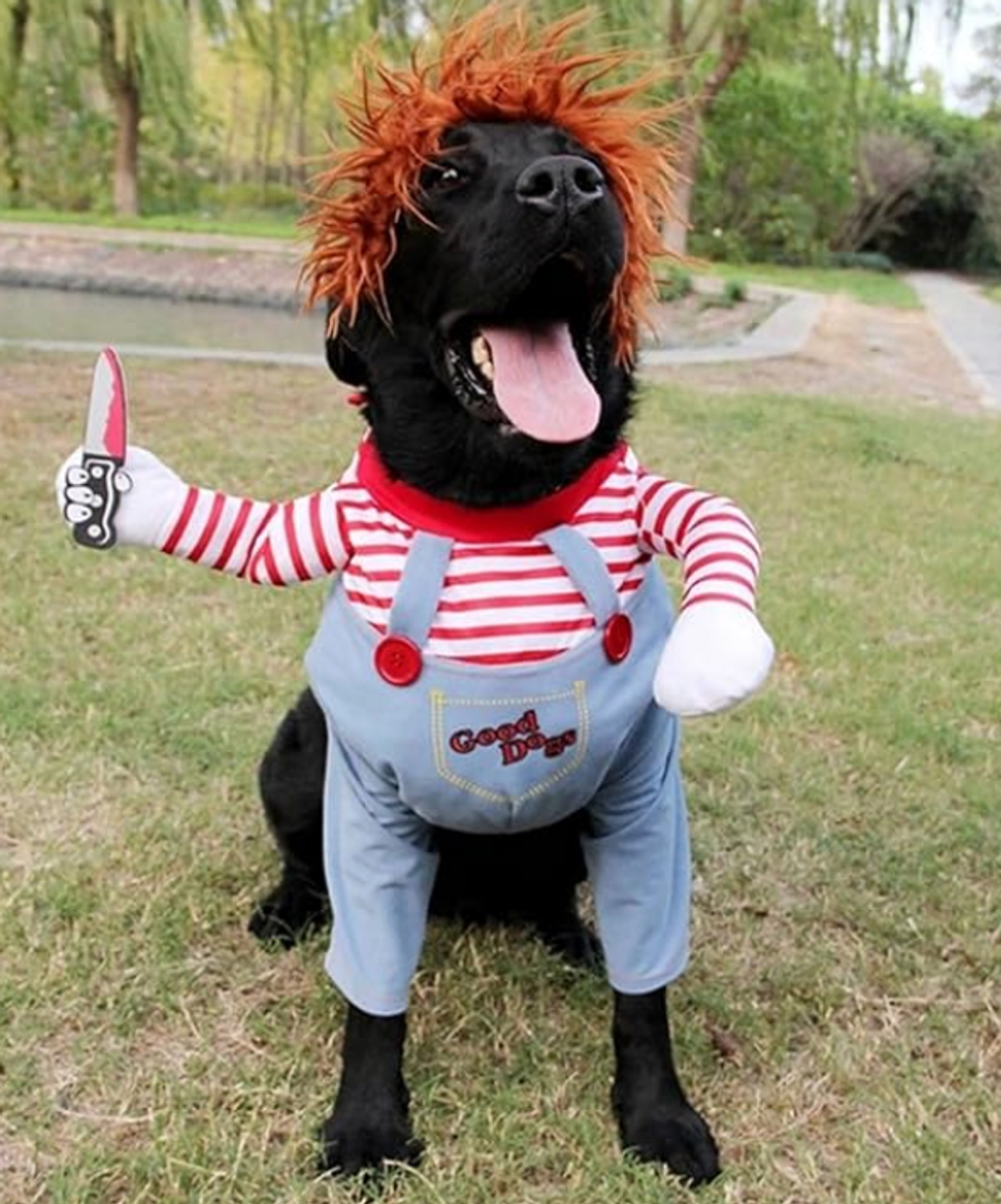Costume de Chucky pour chien.