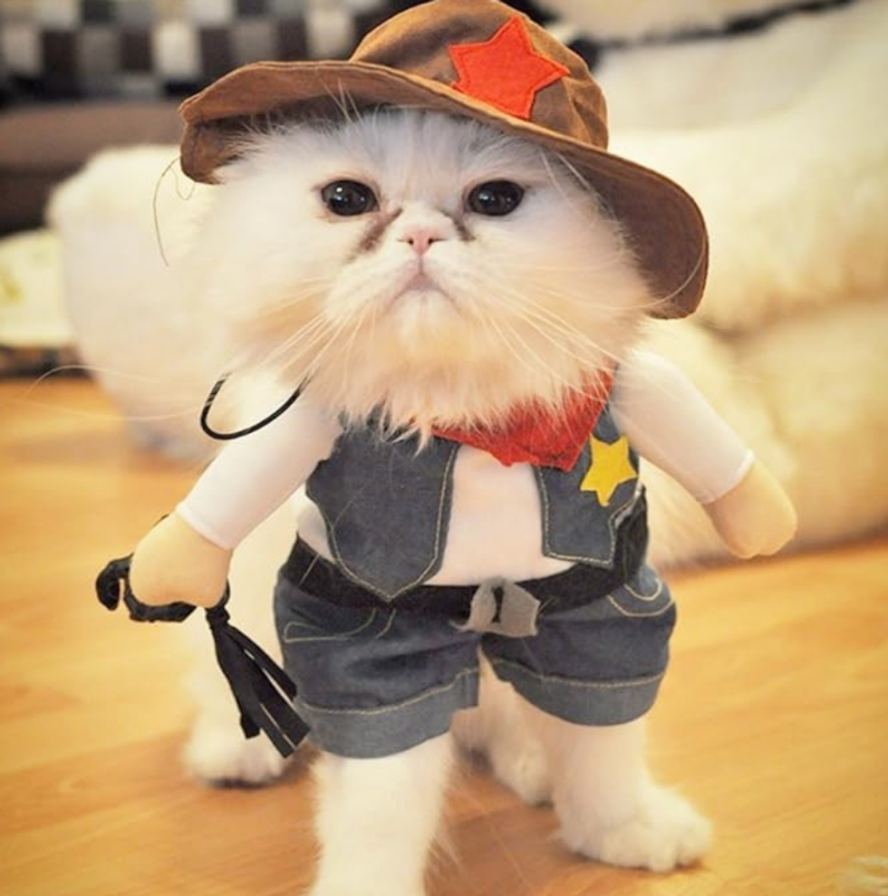 Costume de cowboy pour chien et chat.