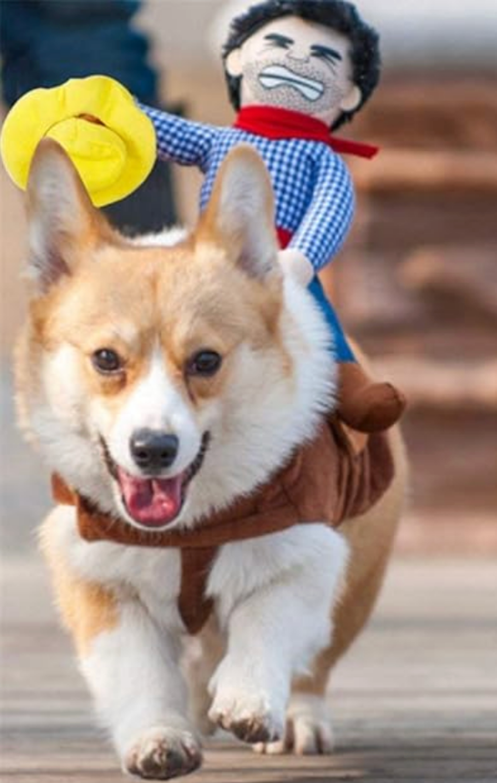 Costume de cowboy pour chien.