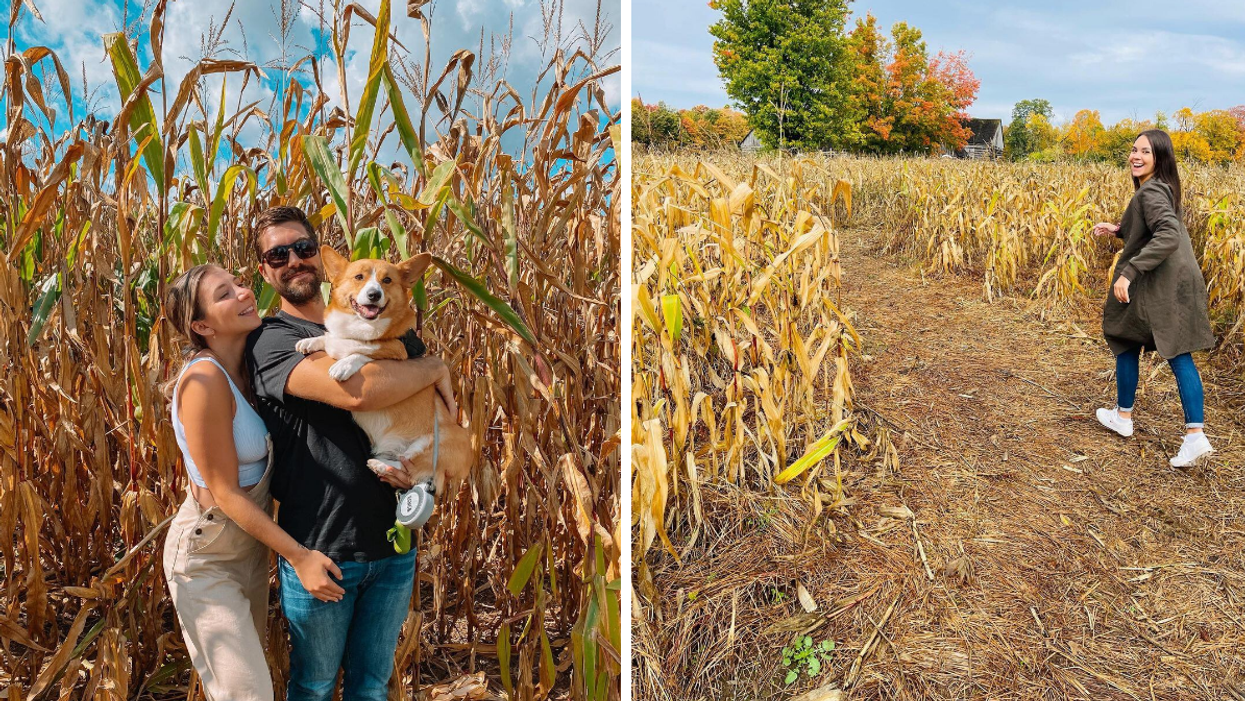 Couple in an Ontario corn maze. Right: Girl navigating a fall corn maze.