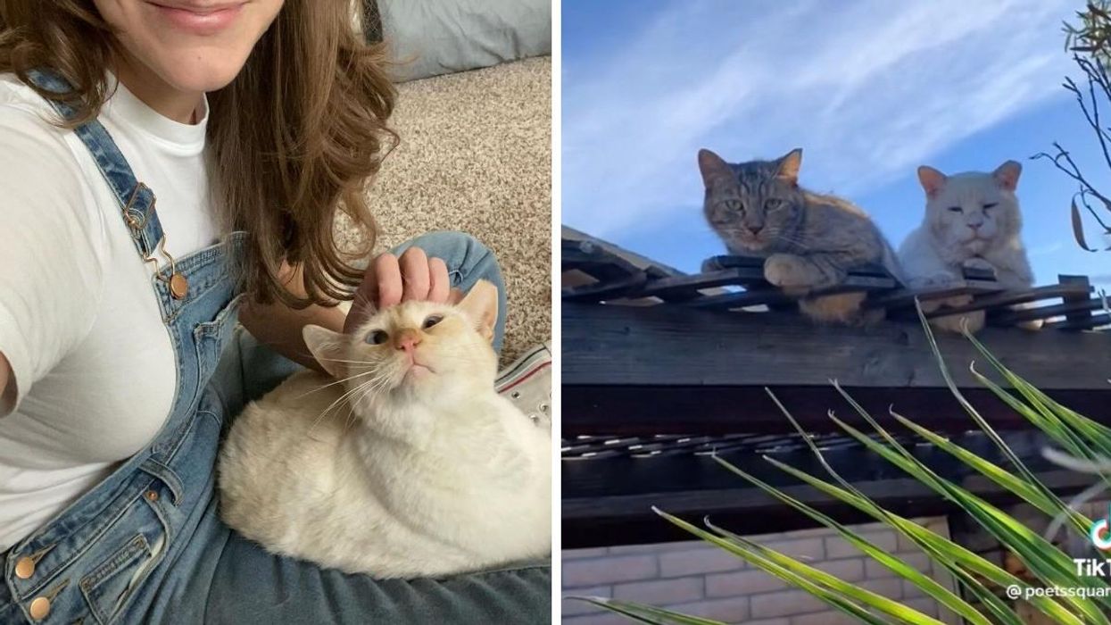 Courtney from Poets Square Cats holds François. Right: Cats Lola and Sad Boy lie on the roof.