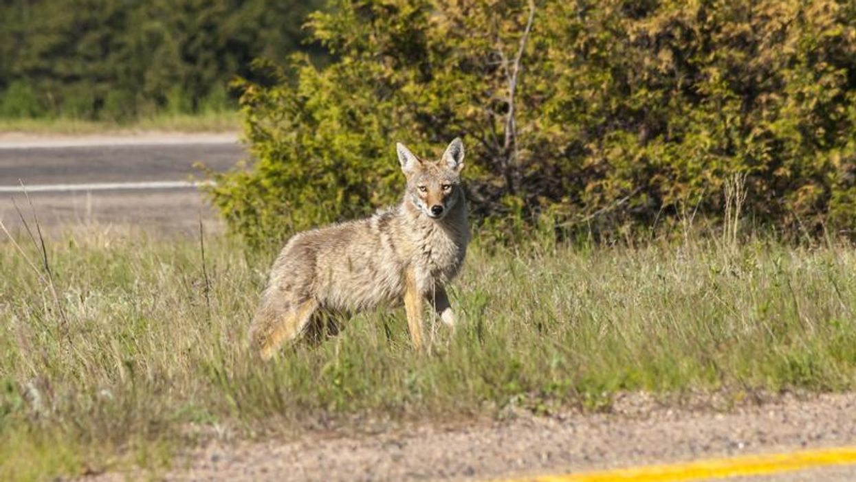 Coyote Attacks Have Killed Multiple Toronto Dogs This Year