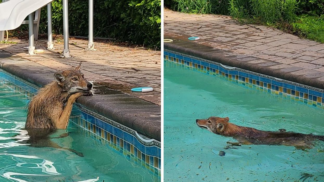 Coyote in an Ottawa pool.