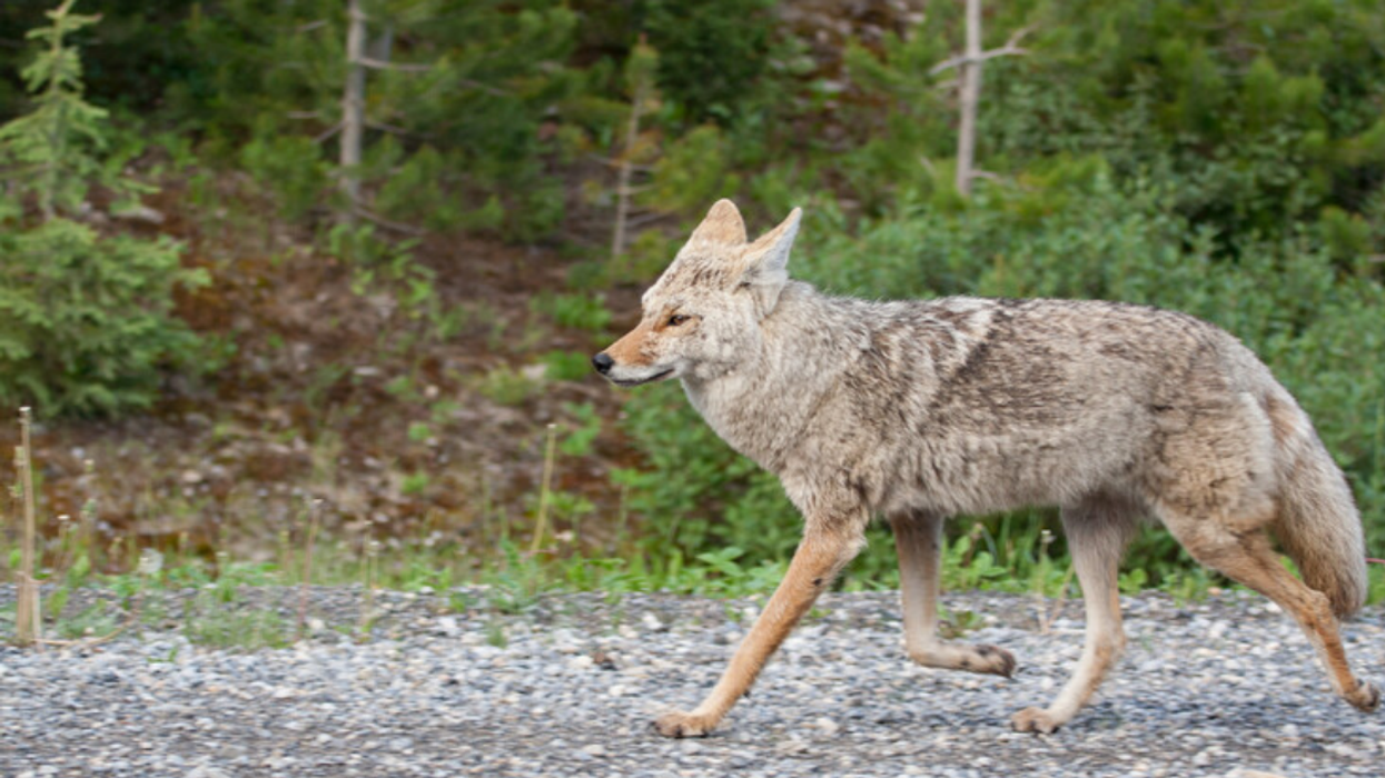 Coyote on the side of the road.