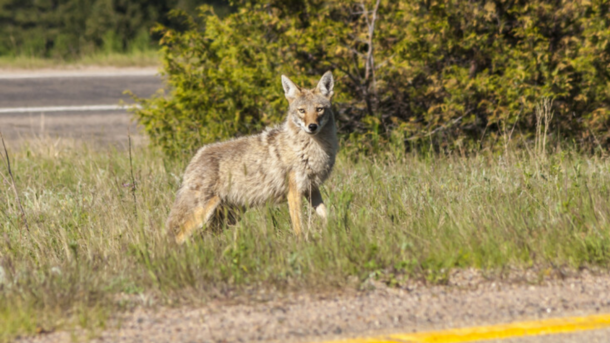 Coyote.