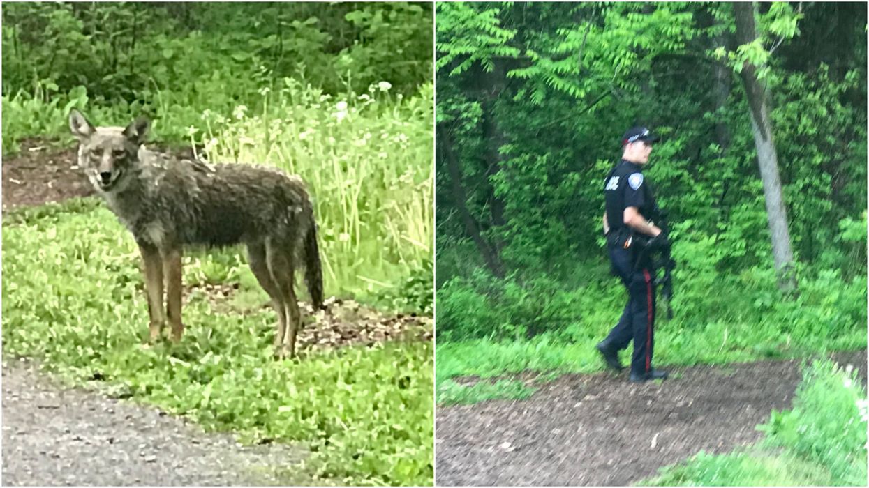 Coyotes In Ottawa Are Still Attacking Local People & The Impact Is 'Devastating'