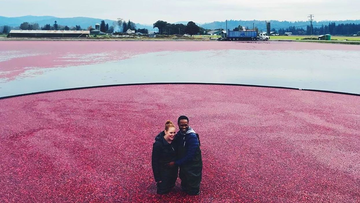 Cranberry Plunge In BC: This Farm Will Let You Jump Into A Sea Of Berries