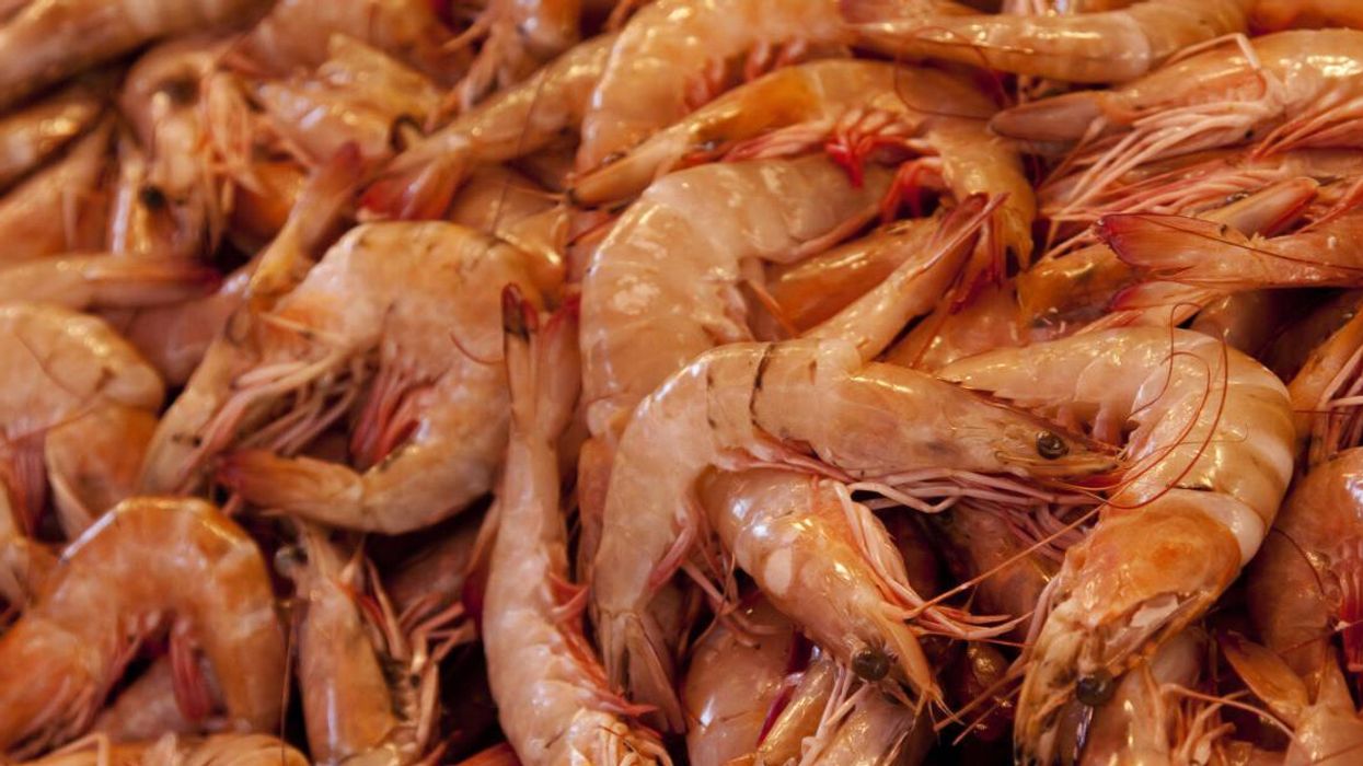 Crevettes.