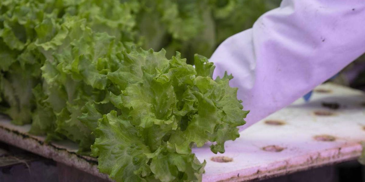 Opposition, unions fear federal cuts could undermine food security Opposition, unions fear federal cuts could undermine food security