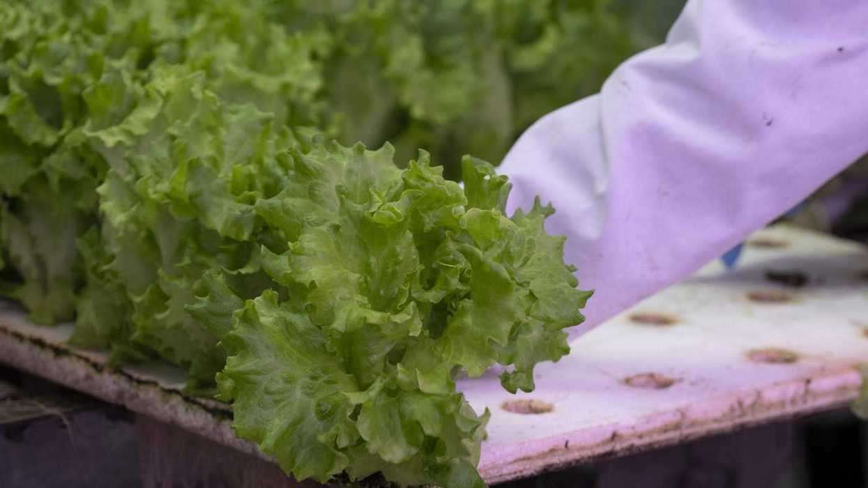 Critics warn cuts could undermine food safety