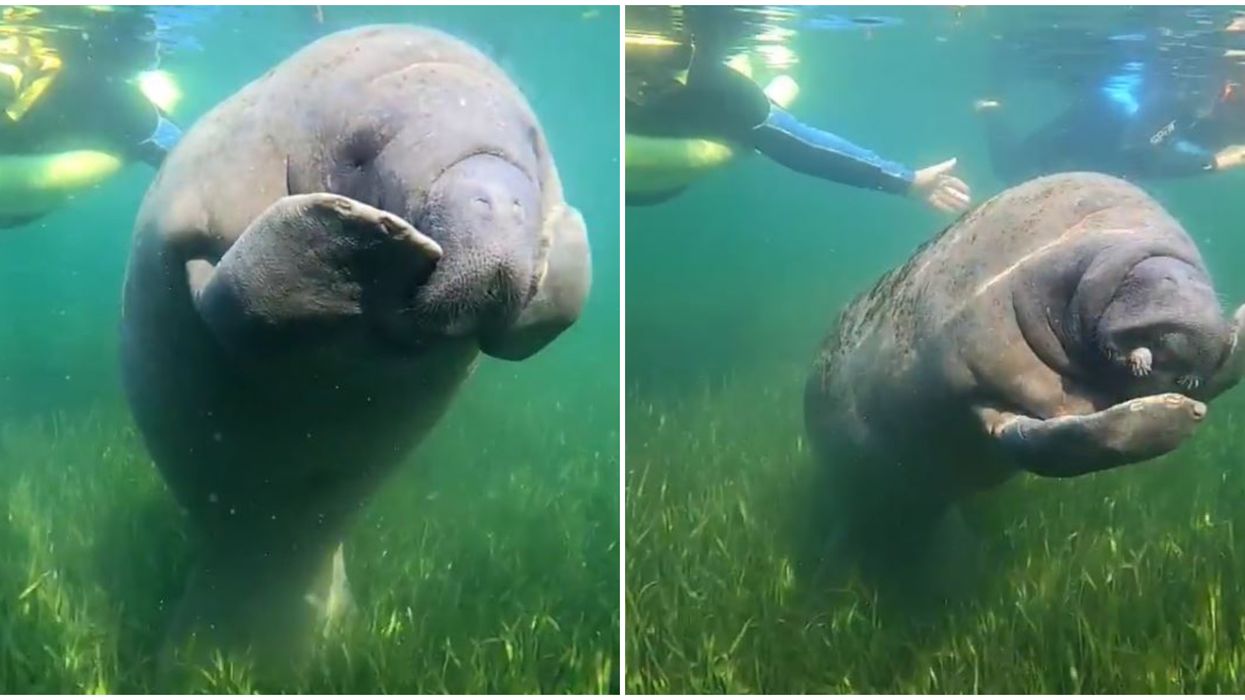 Crystal River Florida Manatee Caught On Camera Scratching Its Nose Will Make Your Day