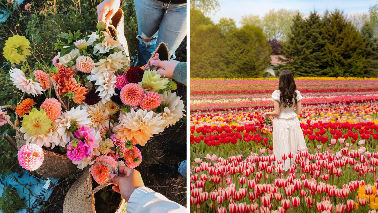 Dahlia flower bouquet from Colour Pop Florals. Right: Tasc Tulip Farm pick your own.