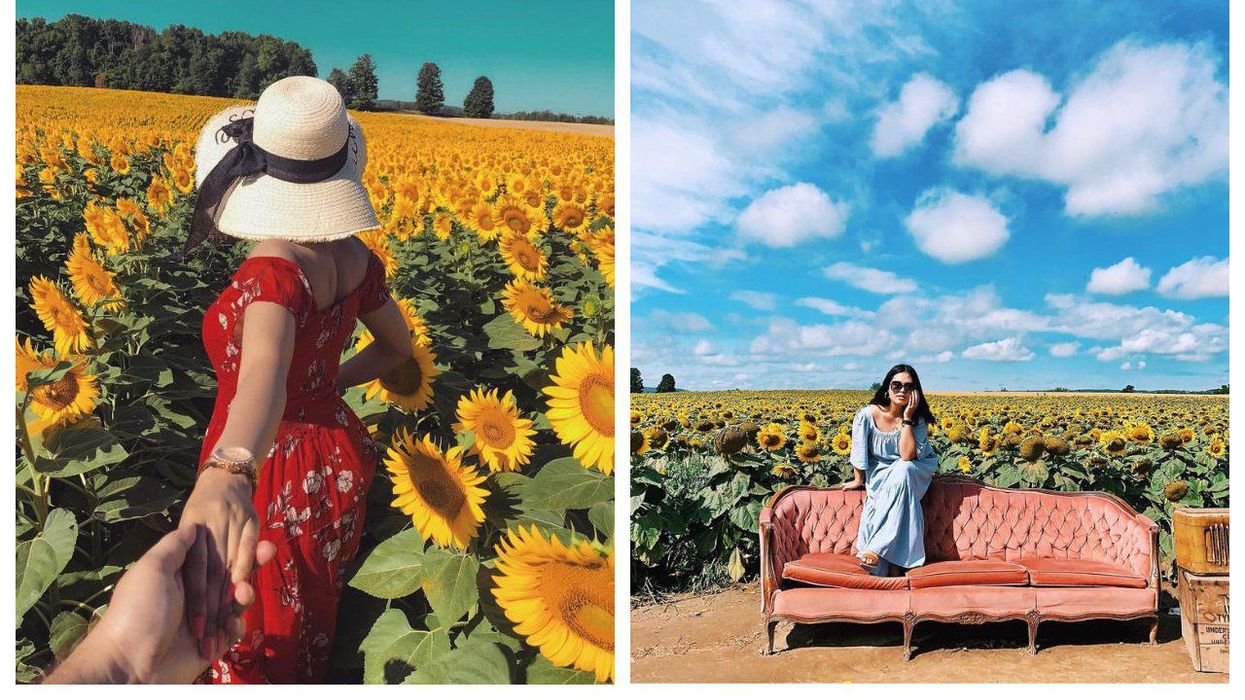 Davis Family Farm Sunflower Festival Near Toronto Has Over 1 Million Blooms