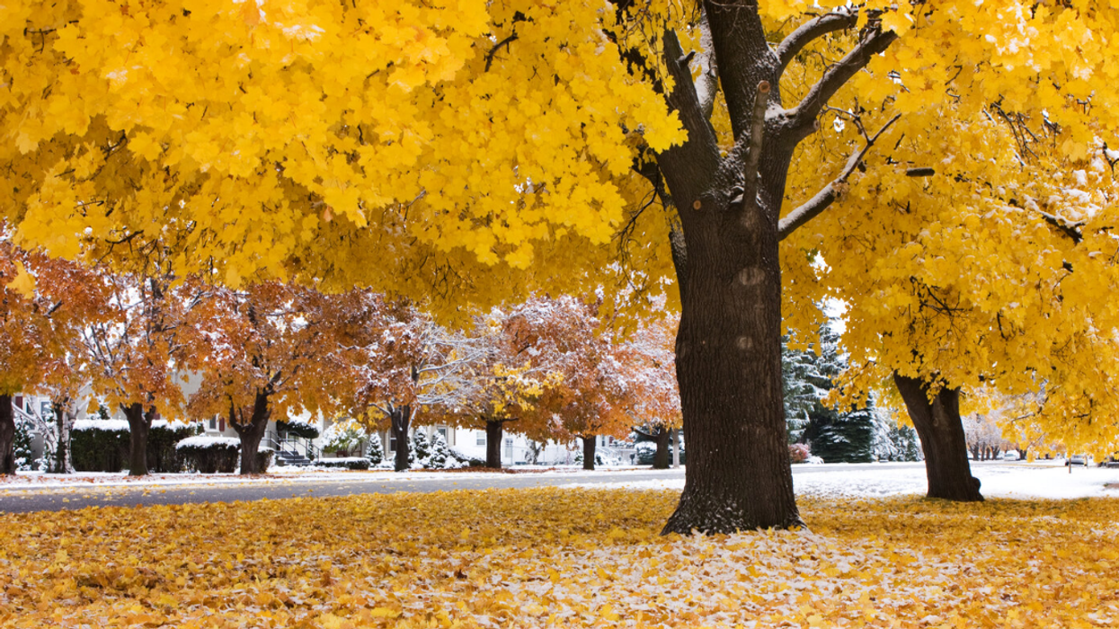 De la neige l'automne au Québec.
