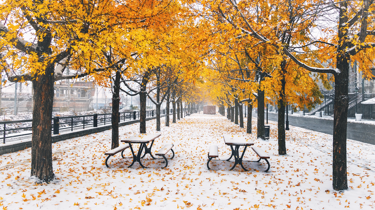 De la neige sur le sol à Montréal avec des arbres aux feuilles jaunes.