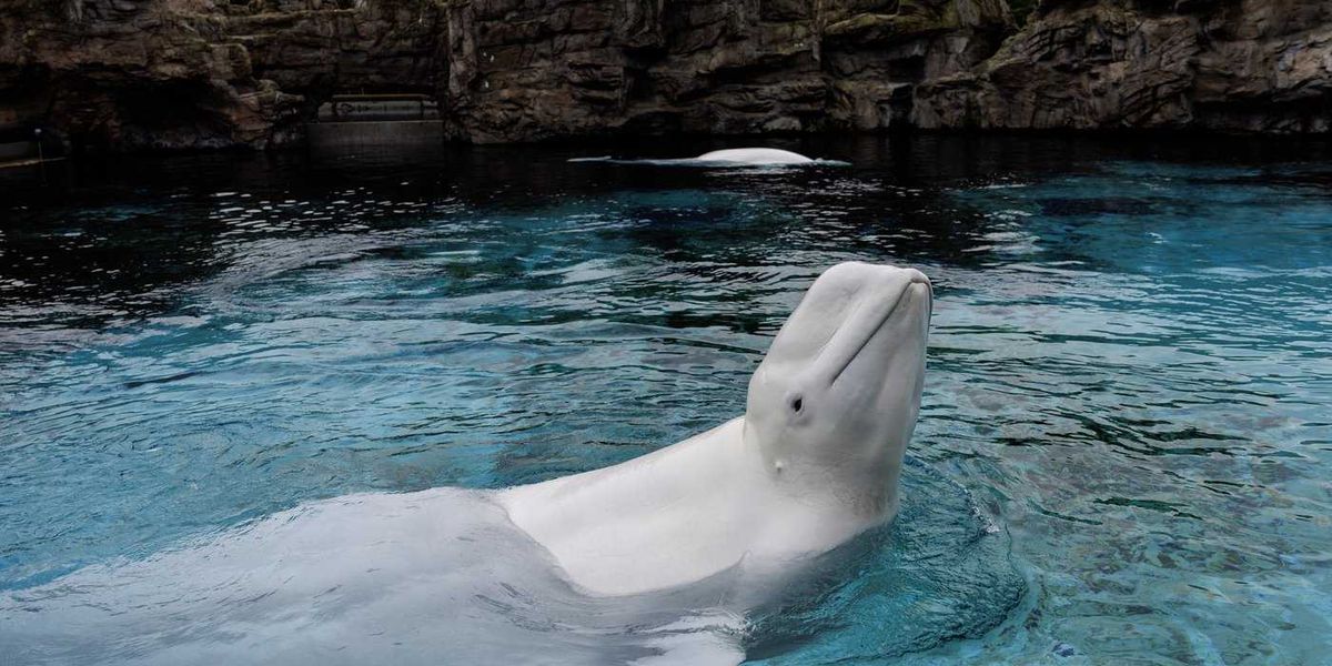 Marineland belugas that died in Chicago had chronic disease, aquarium says Marineland belugas that died in Chicago had chronic disease, aquarium says