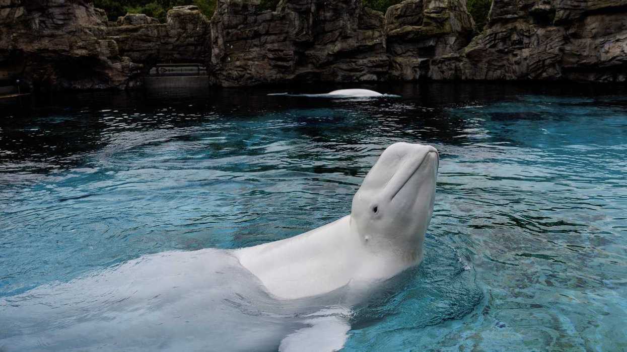Dead Marineland belugas had chronic disease: Shedd