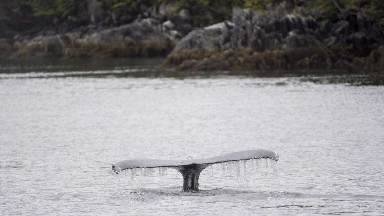 Dead whale found near BC Ferries collision site