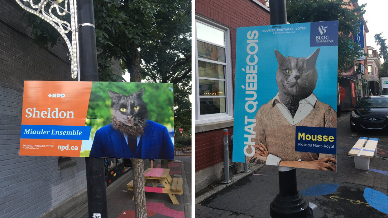 Des affiches électorales pour chats apparaissent à Montréal