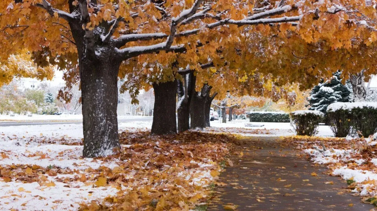 Des arbres avec des feuilles oranges dont plusieurs au sol, recouvertes d'une fine couche de neige.