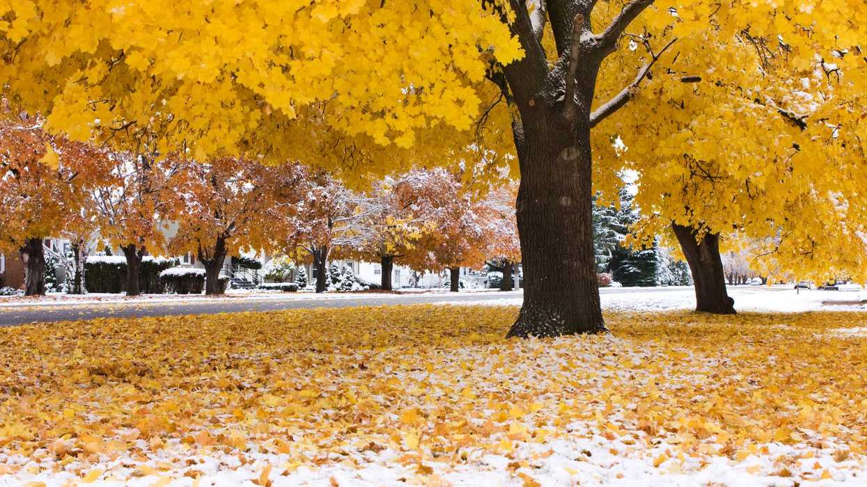 Des arbres en automne sous une fine couche de neige.