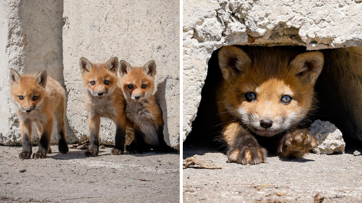 Des bébés renards.