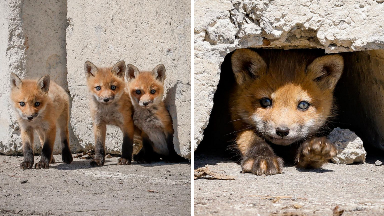 Des bébés renards.
