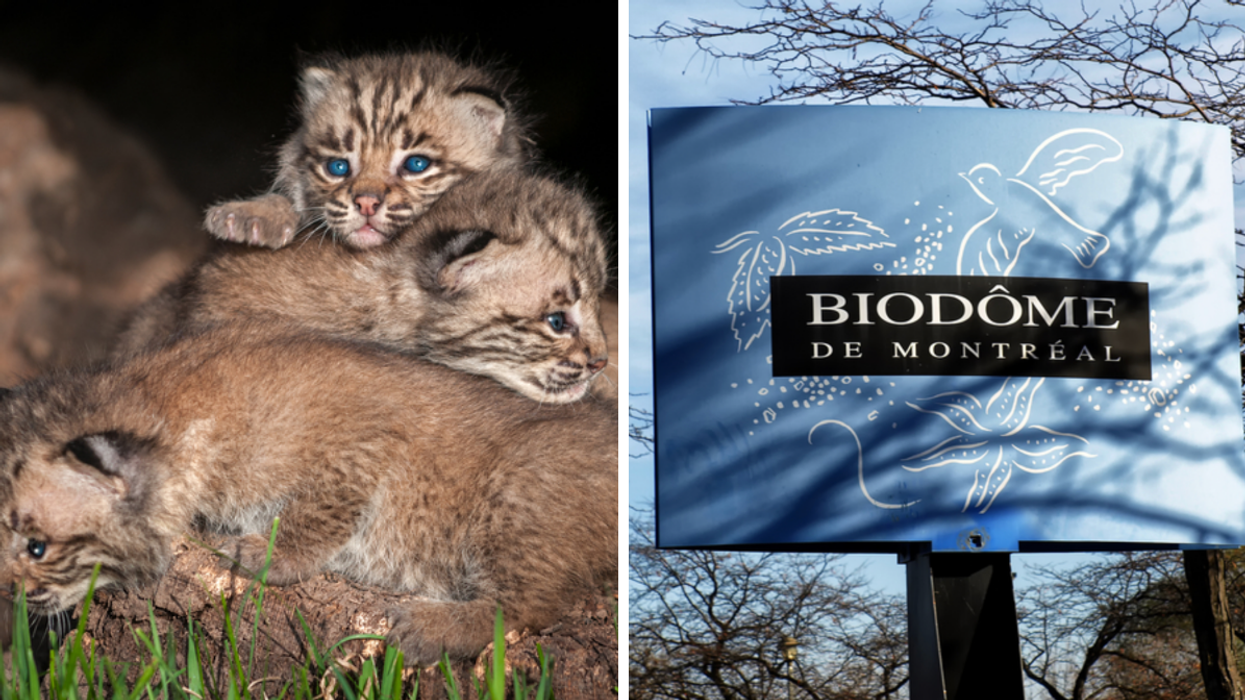 Des chatons lynx. Droite : Le Biodôme.