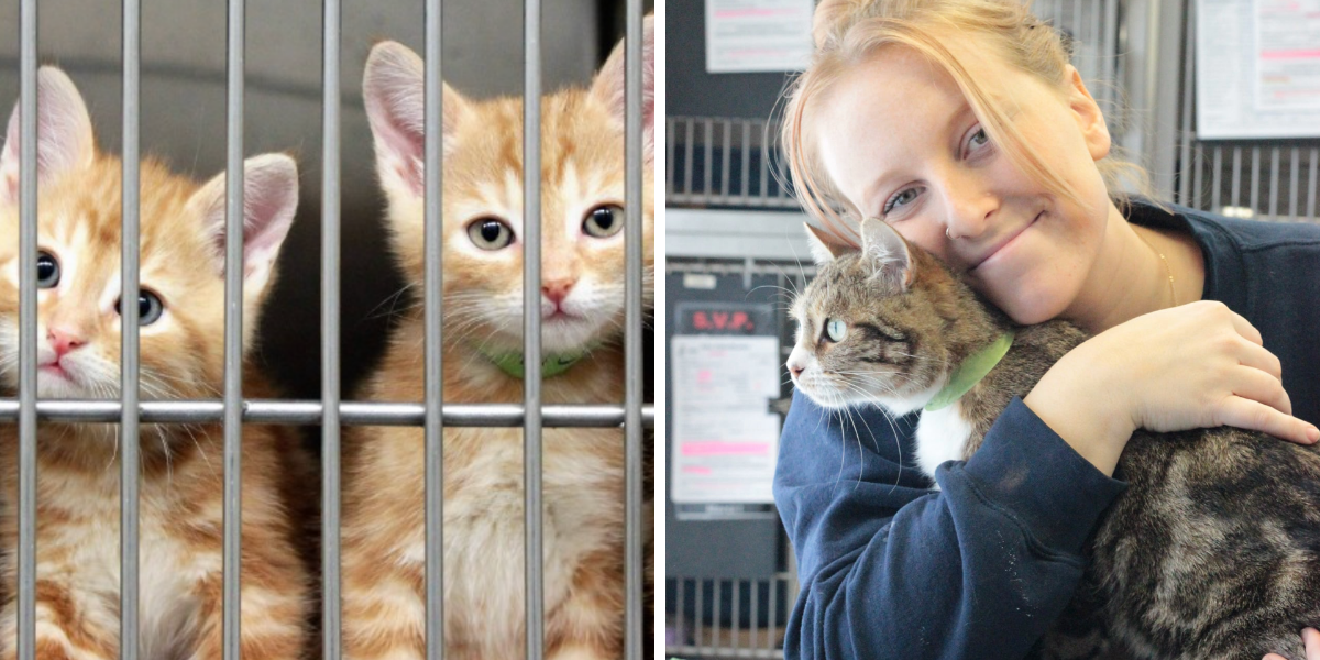 Tu Peux Adopter Un Chat Gratuitement A La Spa De Quebec Pendant 2 Jours Seulement Narcity Tu Peux Adopter Un Chat Gratuitement A La Spa De Quebec Pendant 2 Jours Seulement Narcity