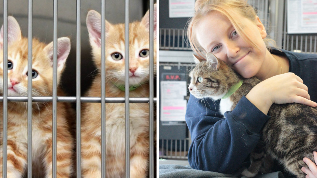 Des chats à adopter à la SPA de Québec.