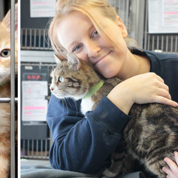 Tu Peux Adopter Un Chat Gratuitement A La Spa De Quebec Pendant 2 Jours Seulement Narcity Tu Peux Adopter Un Chat Gratuitement A La Spa De Quebec Pendant 2 Jours Seulement Narcity