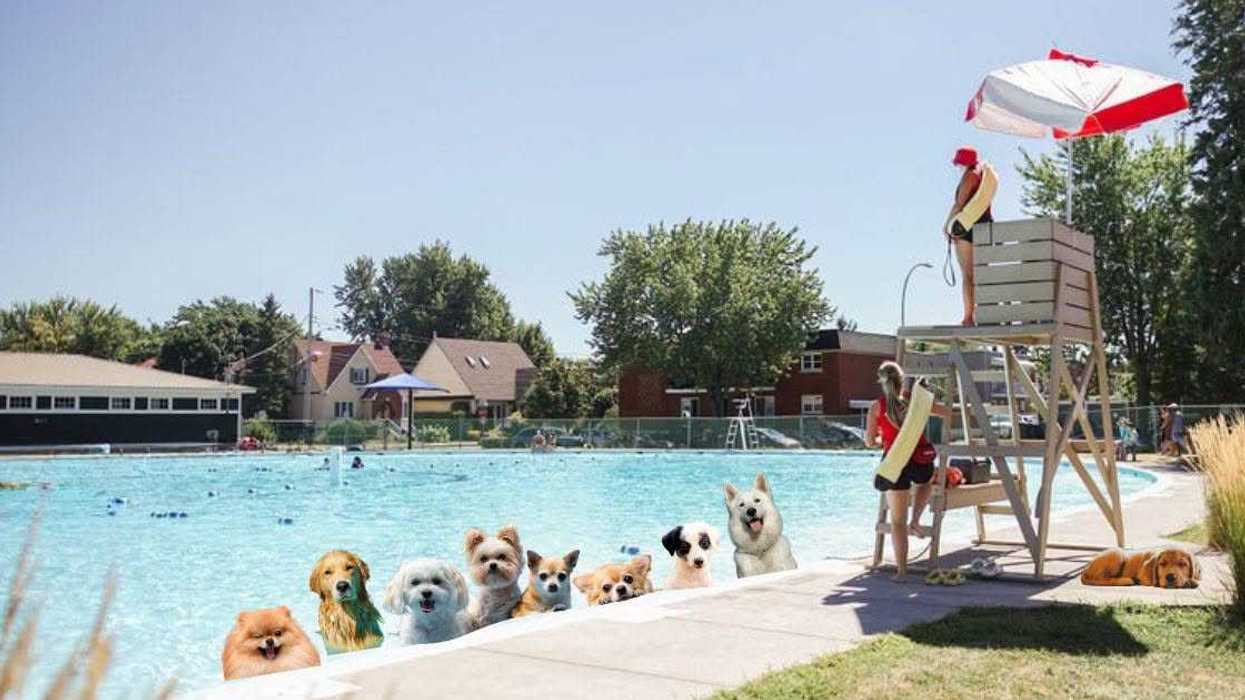 Des chiens dans une piscine publique de Saint-Hyacinthe, image créée par l'IA.