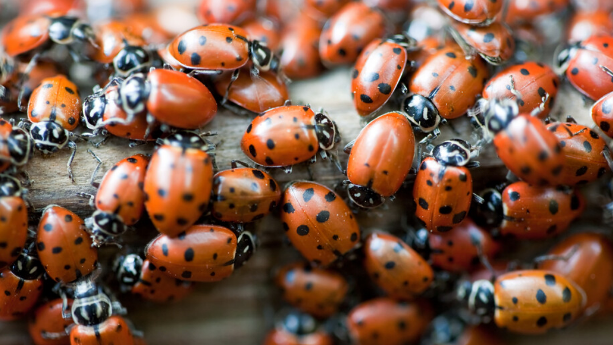 Des coccinelles.