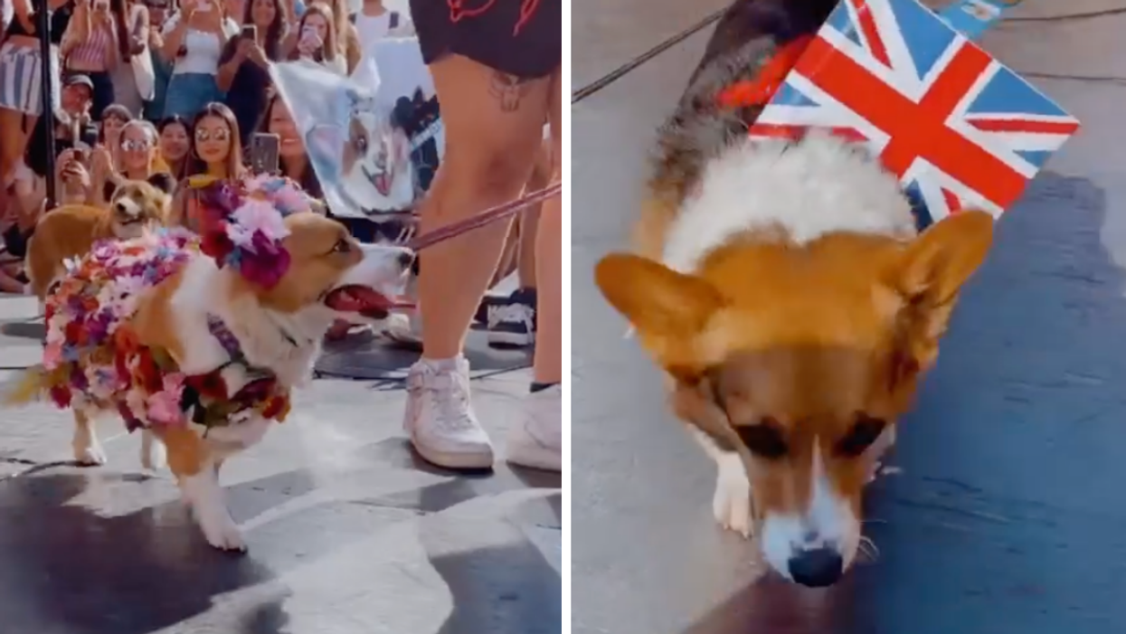 Des corgis à Montréal.