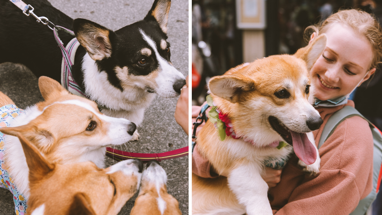 Des corgis.