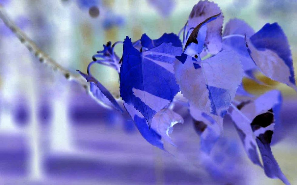 Des feuilles bleues.