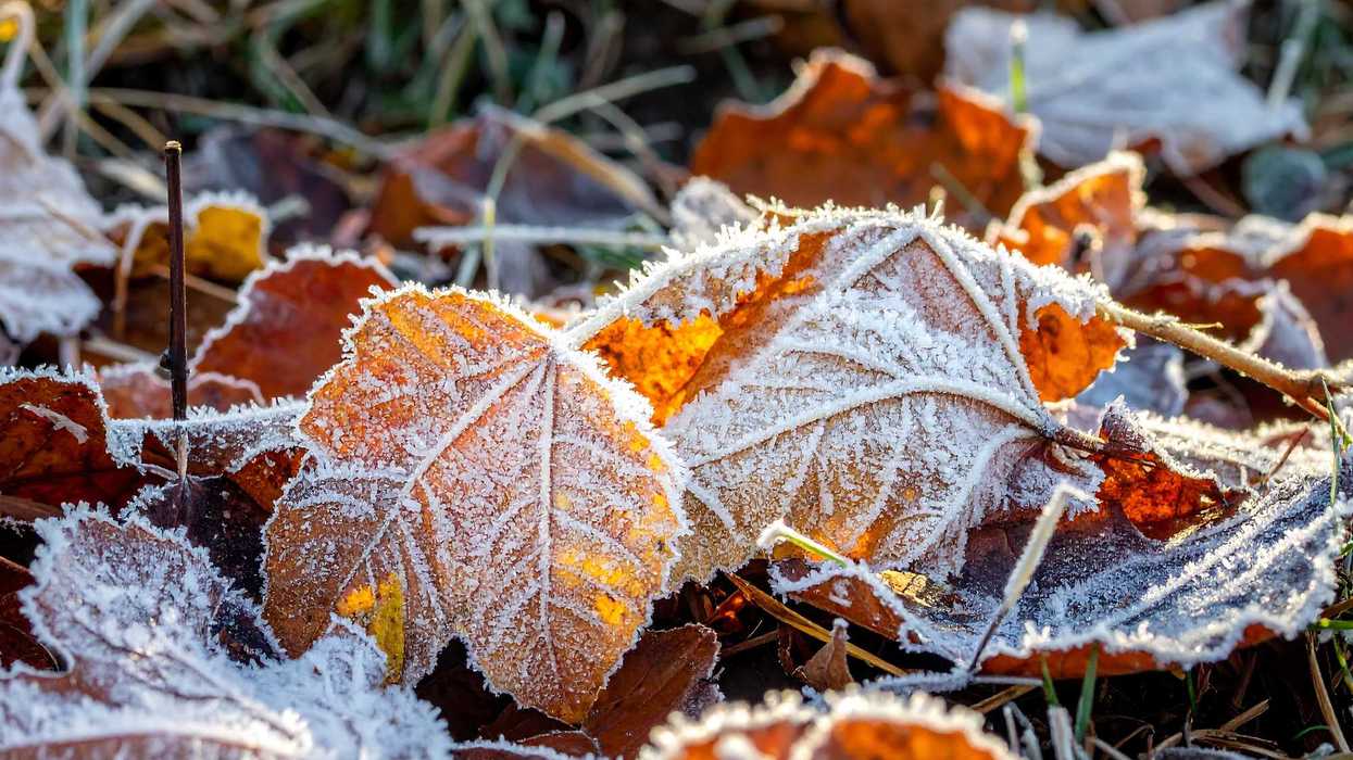 Des feuilles gelées en automne.