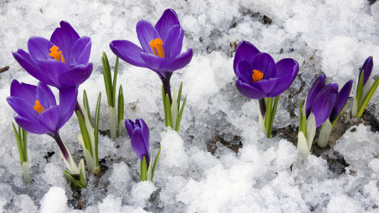 Des fleurs enneigées.